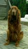 Irish Red Setter Hund