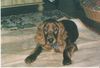 Irish Red Setter Foto: Unser Alan mit 14 Wochen (ID 28037) Irish Red Setter Hund