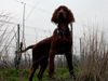 Irish Red Setter Foto: Ich seh alles,Alan mit 4 Monaten (ID 28122) Irish Red Setter Hund