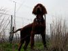 Irish Red Setter Hund