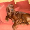 Irish Red Setter Hund