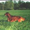 Irish Red Setter Foto: Joker (ID 497) Irish Red Setter Hund