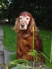 Irish Red Setter Hund