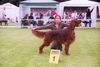 Irish Red Setter Foto: Junior PL Champion ALLODEE Cinammon's - available as stud for quality bitches (ID 4818) Irish Red Setter Hund