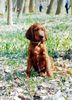 Irish Red Setter Foto: Allodee Cinammons, ages 3 months (ID 4910) Irish Red Setter Hund