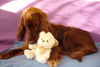 Irish Red Setter Hund