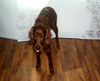 Irish Red Setter Foto: Aaron(10monate)„Bäh, ich komme nicht“ (ID 41637) Irish Red Setter Hund