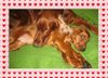 Irish Red Setter Foto: Abschied von Mama,Alan 11 Wochen alt (ID 28036) Irish Red Setter Hund