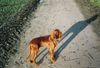 Irish Red Setter Foto: Unser Alan in der Wintersonne (ID 27468) Irish Red Setter Hund