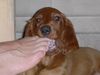 Irish Red Setter Foto: Hmm, lecker. Balouna probiert alles... (ID 12319) Irish Red Setter Hund