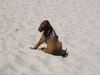 Irish Red Setter Foto: Balouna auf Rügen (ID 12287) Irish Red Setter Hund