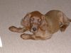 Irish Red Setter Foto: Balouna mit 11 Wochen (ID 12408) Irish Red Setter Hund