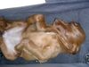 Irish Red Setter Foto: Balouna am schlafen im Auto (ID 12409) Irish Red Setter Hund