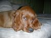 Irish Red Setter Foto: sweet Balouna (ID 12407) Irish Red Setter Hund