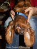 Irish Red Setter Hund