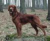 Irish Red Setter Foto: San Diego von Rothenburg (ID 6986) Irish Red Setter Hund