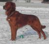 Irish Red Setter Foto: San Diego (Portrait) (ID 7076) Irish Red Setter Hund