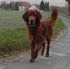 Irish Red Setter Foto (ID 6985) Irish Red Setter Hund