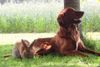 Irish Red Setter Foto: San Diego von Rothenburg und sein Kaninchen (ID 6987) Irish Red Setter Hund