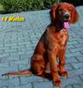 Irish Red Setter Foto: San Diego mit 14 Wochen (ID 7073) Irish Red Setter Hund