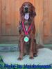Irish Red Setter Foto: Mein Setter war der Schnellste... (ID 6983) Irish Red Setter Hund