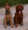 Irish Red Setter Foto: Cora und San Diego (ID 7072) Irish Red Setter Hund