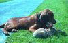 Irish Red Setter Foto: San Diego und sein Hauskaninchen (ID 6984) Irish Red Setter Hund