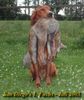 Irish Red Setter Foto: San Diego\'s erster Fuchs (ID 6981) Irish Red Setter Hund