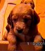 Irish Red Setter Foto: San Diego mit 5 Wochen (ID 7075) Irish Red Setter Hund