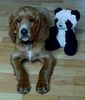 Irish Red Setter Foto: San Diego mit 9 Wochen (ID 7074) Irish Red Setter Hund