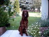 Irish Red Setter Hund