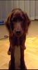 Irish Red Setter Foto: Alessa of Greenland Creek (ID 18168) Irish Red Setter Hund