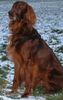Irish Red Setter Foto: Na, wo bleibt mein Stöckchen? (ID 18293) Irish Red Setter Hund