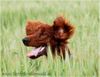 Irish Red Setter Hund