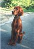 Irish Red Setter Foto: Amra (ID 3412) Irish Red Setter Hund