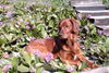 Irish Red Setter Hund