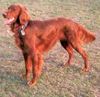 Irish Red Setter Foto: Unsere Asti in der Abendsonne (ID 3592) Irish Red Setter Hund