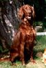 Irish Red Setter Foto: Unsere Asti.Ein Setter noch vom alten Schlag. (ID 3591) Irish Red Setter Hund