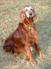 Irish Red Setter Foto: Luxatori He By mit bald 12 Jahren (ID 9330) Irish Red Setter Hund