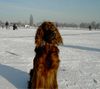 Irish Red Setter Hund