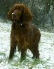Irish Red Setter Foto: Arielle vom Talismann (ID 18087) Irish Red Setter Hund