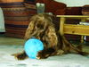 Irish Red Setter Foto: Betty und der Luftballon (ID 25450) Irish Red Setter Hund