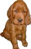 Irish Red Setter Foto: Condor of Fearless Hunter mit 6 Wochen (ID 12608) Irish Red Setter Hund