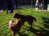 Irish Red Setter Hund