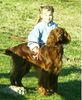 Irish Red Setter Foto: meiner!!!!!!!!!!!!!!!!!!!!!!!!!!!! (ID 18331) Irish Red Setter Hund