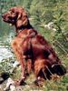 Irish Red Setter Foto: Edita´s Red Love Fortuna ist solze Mutter von 11 Welpen. 1 Hündin und 3 Rüden suchen noch liebevolle Setterfreunde (ID 17326) Irish Red Setter Hund