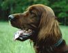 Irish Red Setter Foto: Portrait von Setterhündin (ID 12073) Irish Red Setter Hund