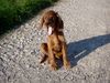 Irish Red Setter Foto: müüüüde (ID 18988) Irish Red Setter Hund