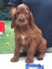 Irish Red Setter Hund