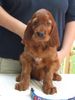 Irish Red Setter Hund